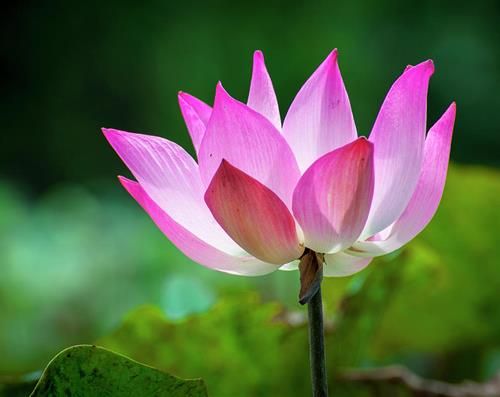Khái niệm vô thường được hiểu như thế nào?