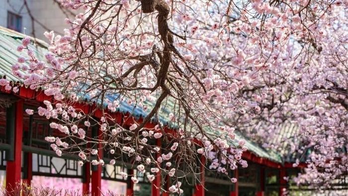 Mùa xuân Cáp Nhĩ Tân - bức tranh thiên nhiên đầy thơ mộng