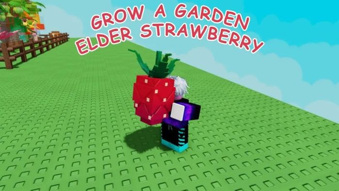 huong-dan-nhan-elder-strawberry-phan-1
