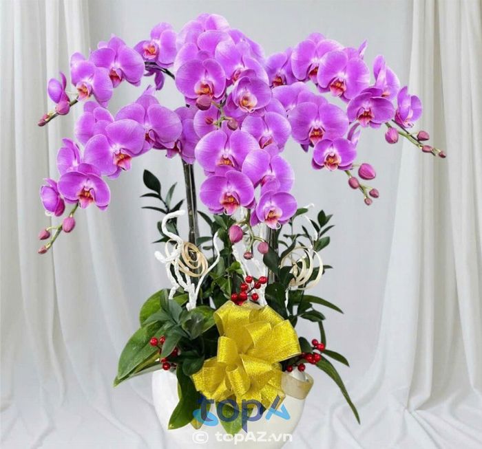 Mẫu Lan Hồ Điệp tím thanh lịch từ Shop Hoa Tươi Vĩnh Long