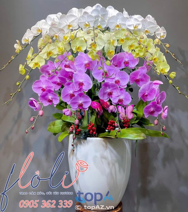 Lan Hồ Điệp tam sắc FLoLi