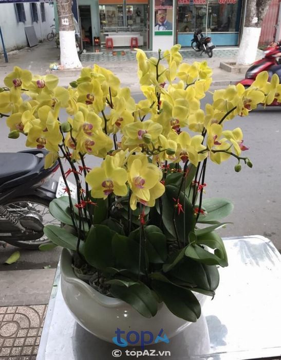 Hằng Flowers – Thiên đường Lan Hồ Điệp tại Vĩnh Long