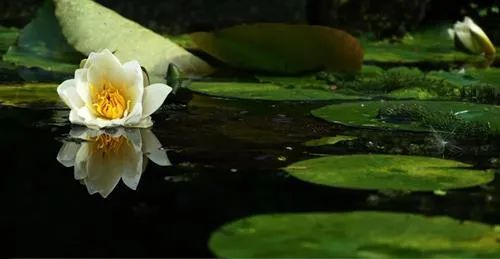 Dự báo tuần mới cho Ma Kết