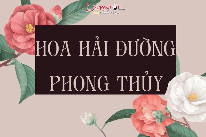 Hoa hai duong phong thuy