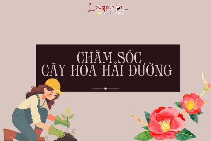 Ky thuat cham soc Hoa hai duong