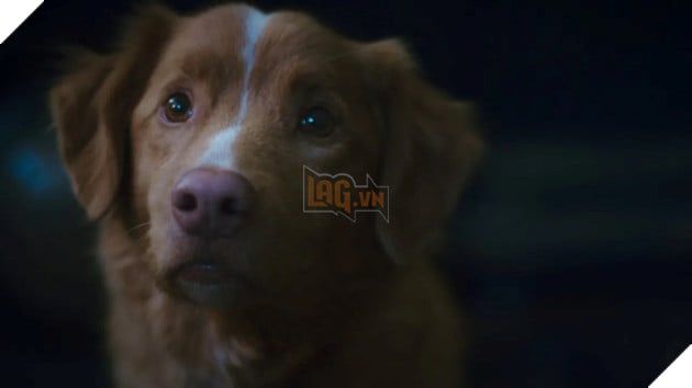 Hình ảnh chú chó trong tác phẩm điện ảnh Good Boy