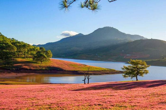 24 cảnh đẹp Đà Lạt ấn tượng giải mã sức hút của thị trấn ngàn hoa – Phần 28