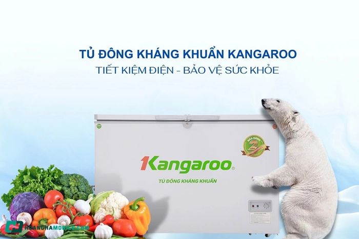 tu-dong-kangaroo-06