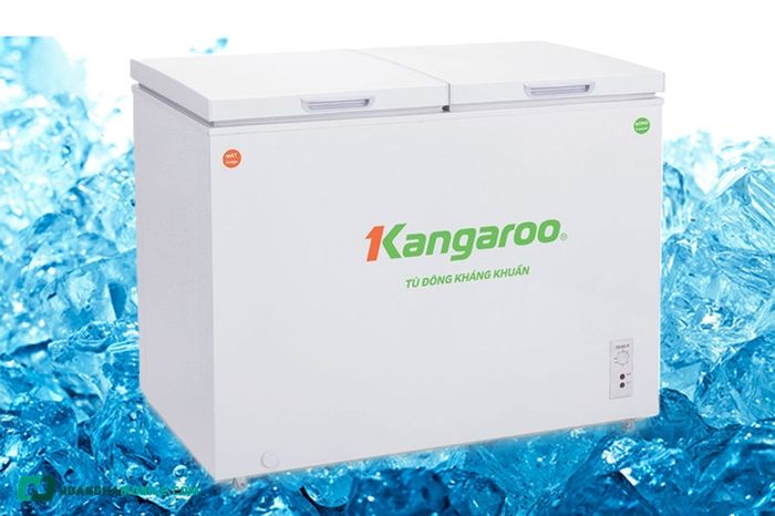 tu-dong-kangaroo-08