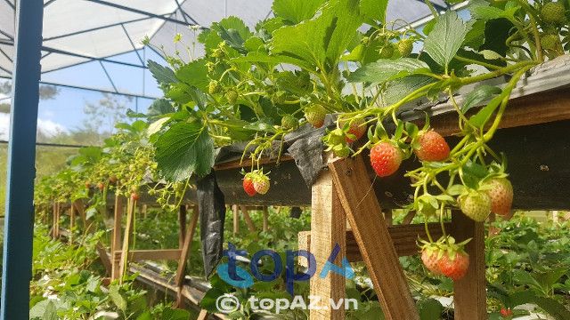 Vườn dâu sạch Daddy's Farm tại Đà Lạt là lựa chọn yêu thích của nhiều du khách, đặc biệt những ai thường xuyên ghé thăm Đà Lạt để tham quan và nghỉ dưỡng.