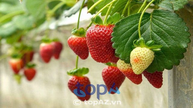 Vườn Dâu Tây Thanh Trung Đà Lạt