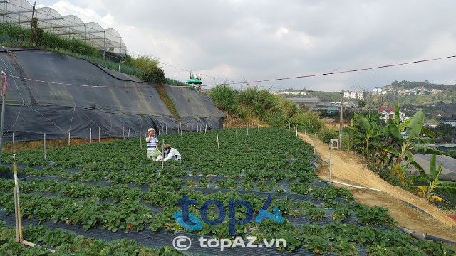 Vườn dâu tây Đà Lạt