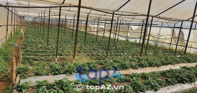 Vườn dâu Đà Lạt nổi tiếng