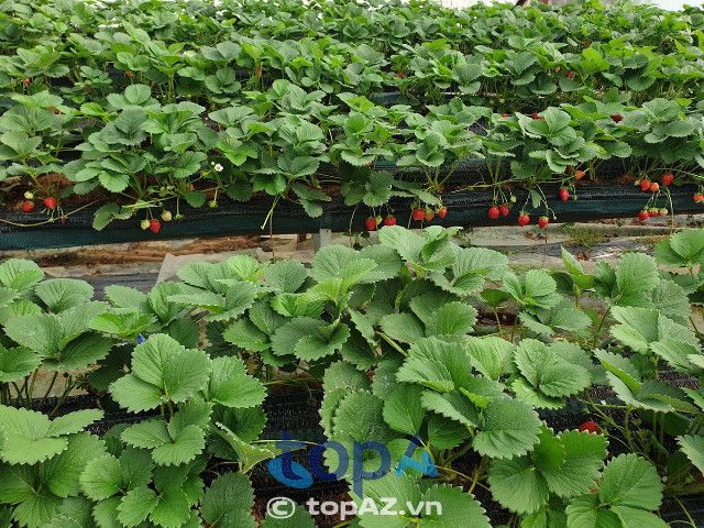 Vườn dâu tây Đà Lạt đẹp nhất