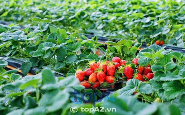 Vườn dâu tây Đà Lạt giá rẻ