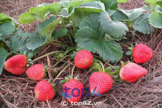 Vườn dâu tây sạch Đà Lạt
