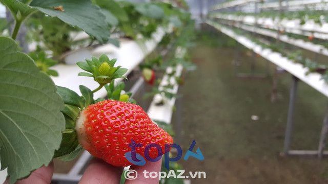 Vườn dâu tây Hiệp Lực ở Đà Lạt