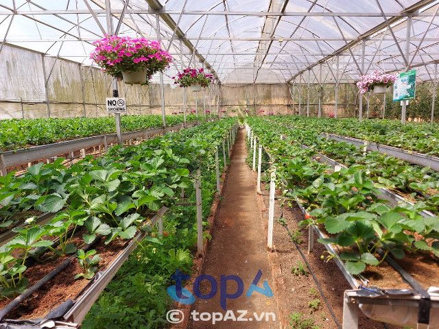 Những vườn dâu tây đẹp nhất Đà Lạt