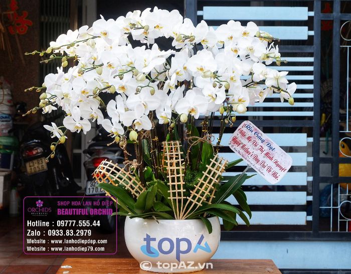 Cửa hàng Lan Hồ Điệp Đà Nẵng Orchids 79