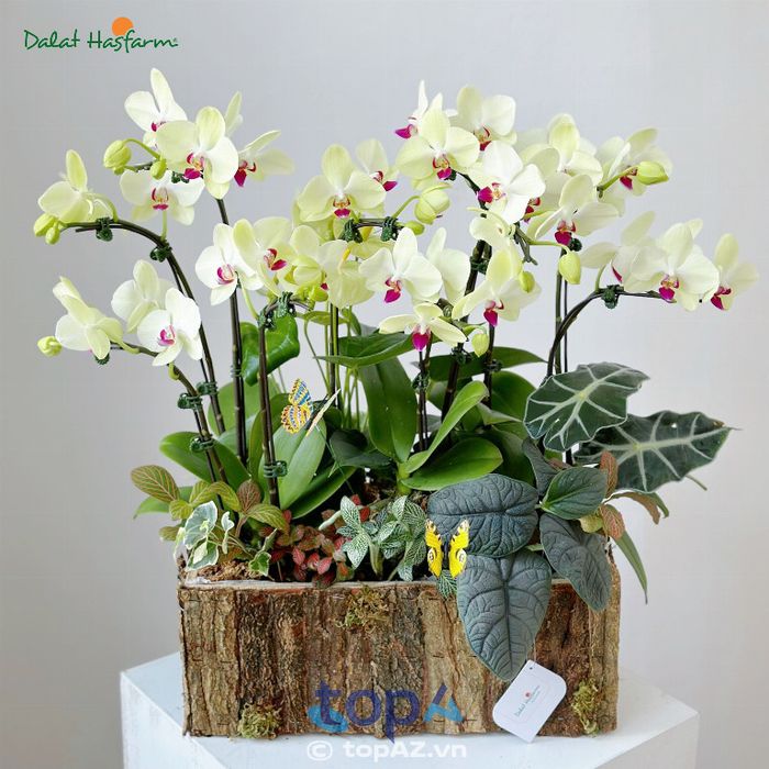 Dalat Hasfarm