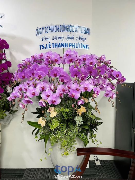 Chậu Lan Hồ Điệp FLoLi Đà Nẵng đẹp, uy tín nhất