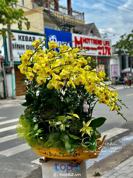 Hoa Lan Hồ Điệp Gia Linh