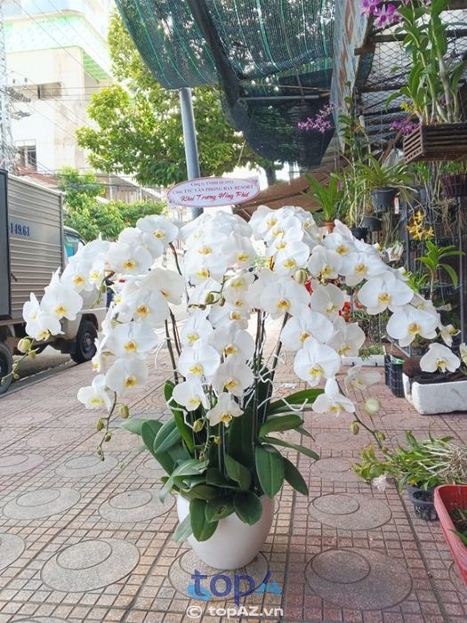 Hoa Lan Minh Châu