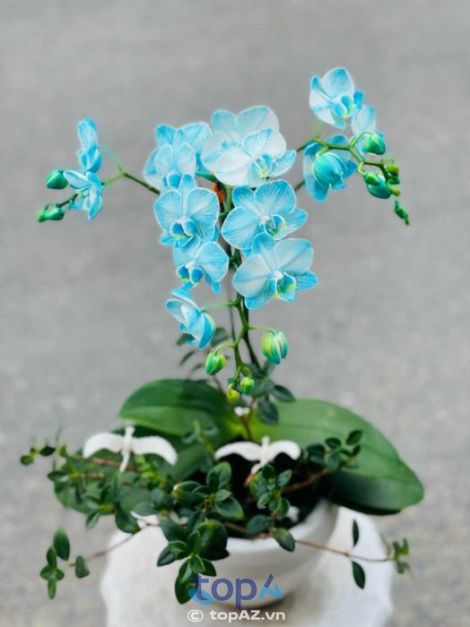 Thu Trang Flower