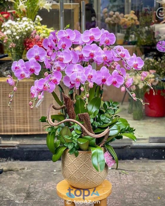Shop hoa tươi Tường Vy
