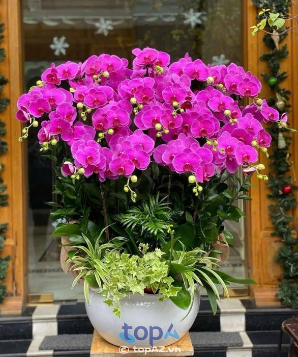 Shop Hoa Tươi - Giỏ Trái Cây Kathy