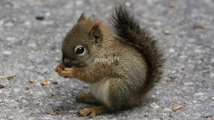 Những lý do khiến sóc vào nhà dân