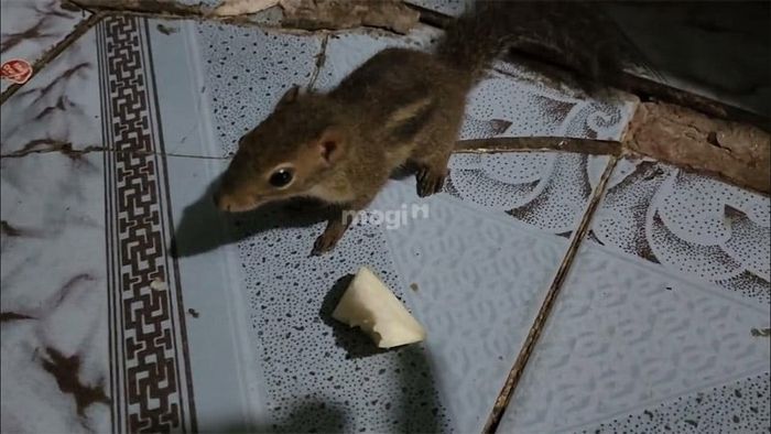 Sóc vào nhà là điềm tốt hay xấu?