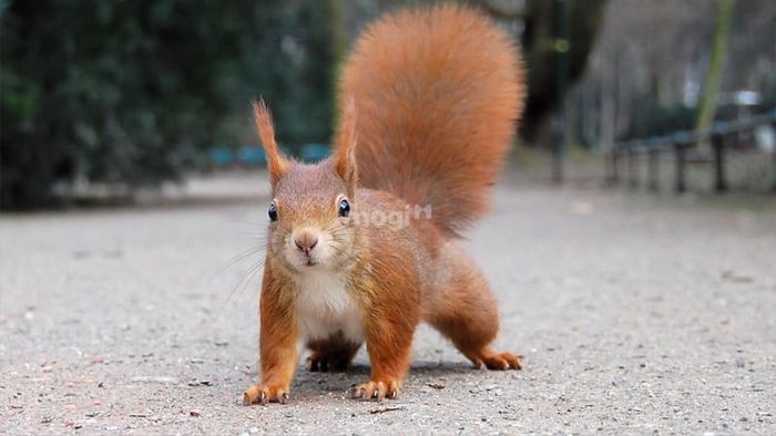 Một số con số mang lại may mắn liên quan đến loài sóc