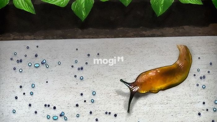 Hướng dẫn xử lý khi sên xuất hiện trong nhà