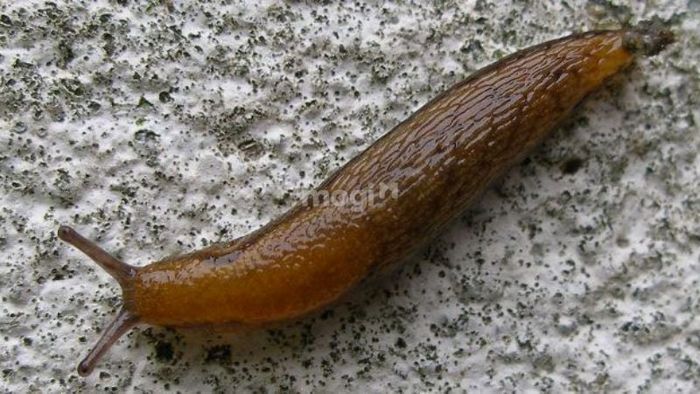 Sự xuất hiện của con sên trần trong nhà thường được xem là điềm lành.