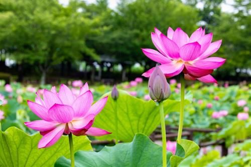 Tâm thái lành thiện - An lạc tự tại