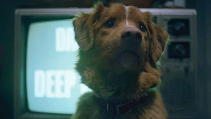 Good Boy: Chó Cưng Đừng Sợ chắc chắn sẽ khiến bạn ngạc nhiên