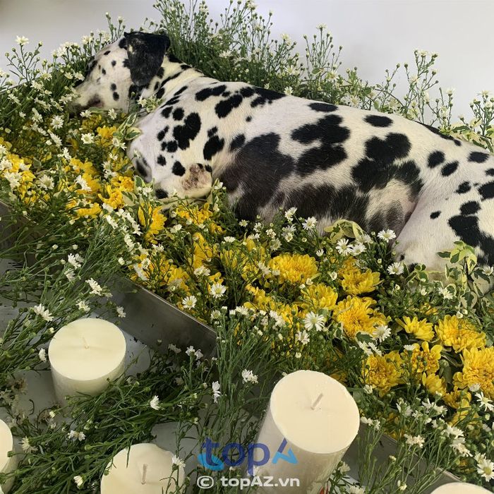 Bệnh Viện Thú Y Lifepet