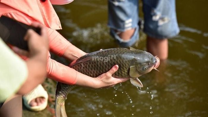 Vậy cá vào nhà, chúng ta nên làm gì?