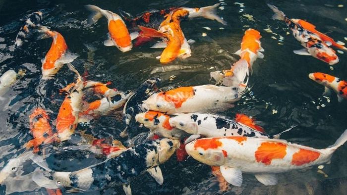 Hiện tượng cá vào nhà là dấu hiệu xui xẻo