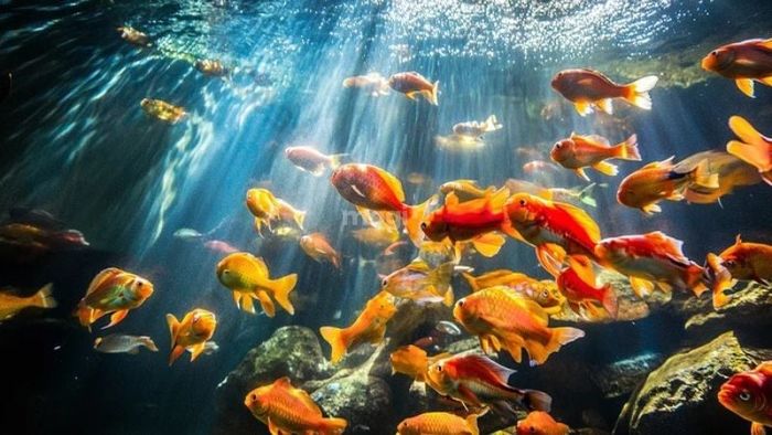 Hiện tượng cá vào nhà báo hiệu điều tốt lành