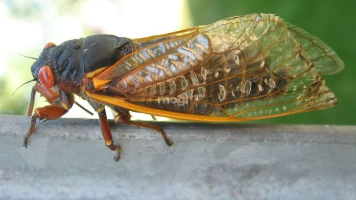 Giải thích khoa học về hiện tượng ve sầu bay vào nhà vào ban đêm