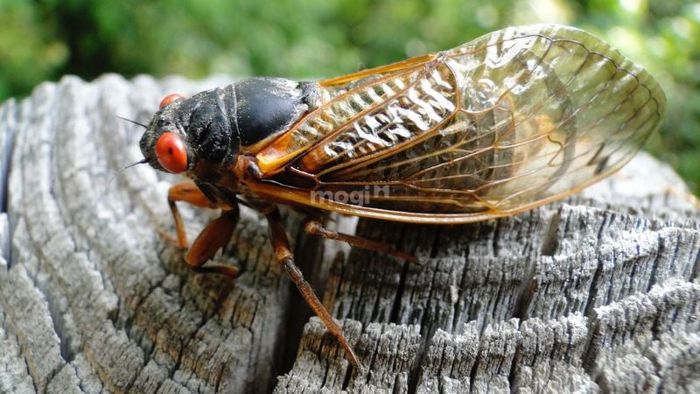 Ve sầu bay vào nhà ban đêm