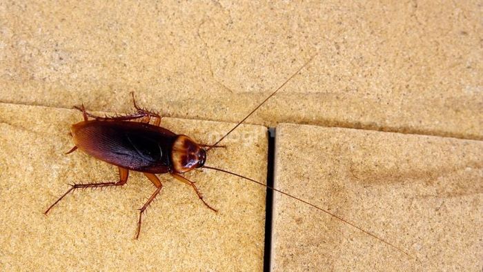 Một số mẹo đơn giản giúp bảo vệ nhà cửa khỏi sự xâm nhập của gián