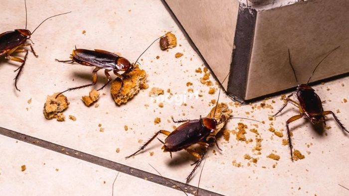 Liệu gián vào nhà là điềm tốt hay xấu theo phong thủy?