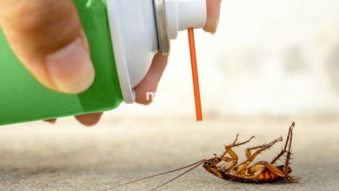 Cách sử dụng thuốc diệt gián để loại bỏ gián khỏi không gian sống.