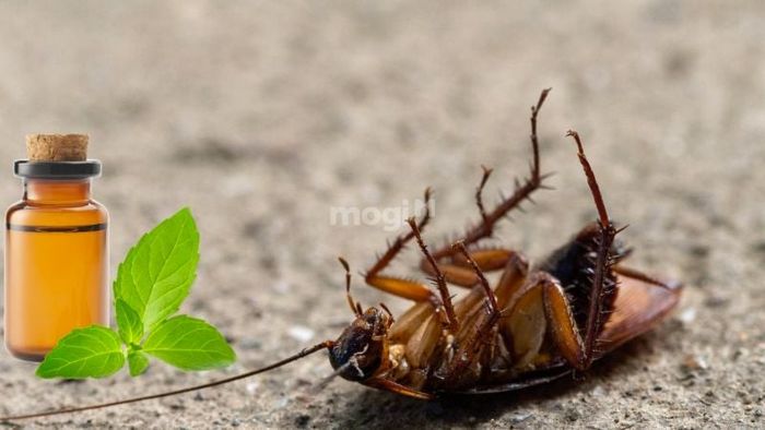 Đuổi gián bằng phương pháp tự nhiên là một lựa chọn tuyệt vời để giữ cho không gian sống của bạn luôn sạch sẽ và không có gián gây phiền hà.