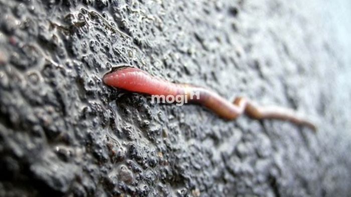 Hiện tượng giun đất bò lên tường là một sự kiện khá hiếm gặp.