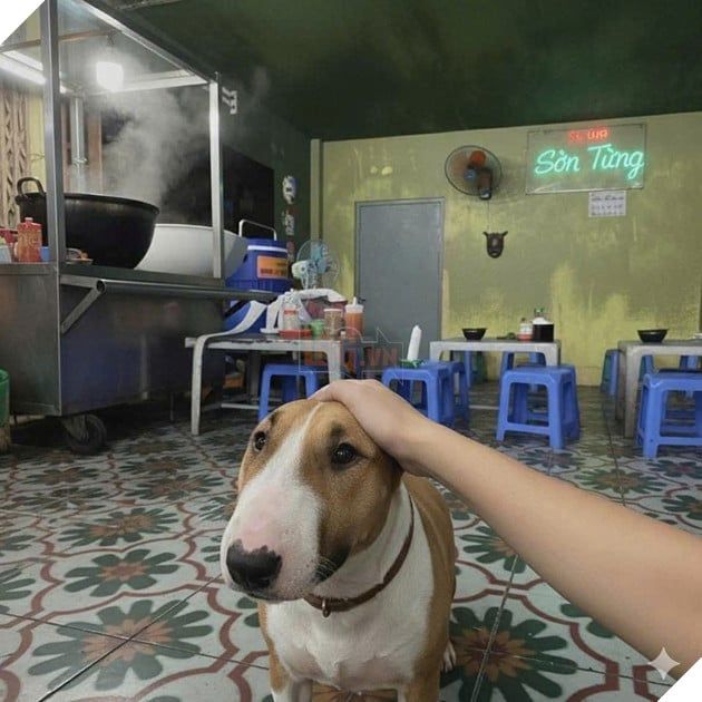 Game Quán Phở Anh Hai đang gây bão, quán phở ở Hà Nội bỗng dưng thu hút đông đảo khách nhờ nuôi chú chó “cậu Vàng” giống trong game 2