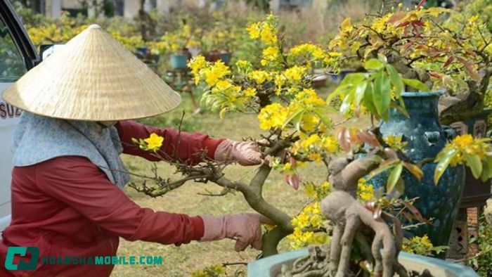 cham-soc-mai-vang-sau-tet-3